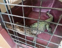 Cocodrilo en resguardo tras ser víctima de tráfico ilegal; autoridades buscan frenar la venta de fauna silvestre en redes sociales. ESPECIAL