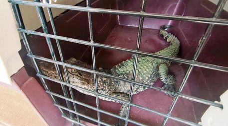 Cocodrilo en resguardo tras ser víctima de tráfico ilegal; autoridades buscan frenar la venta de fauna silvestre en redes sociales. ESPECIAL