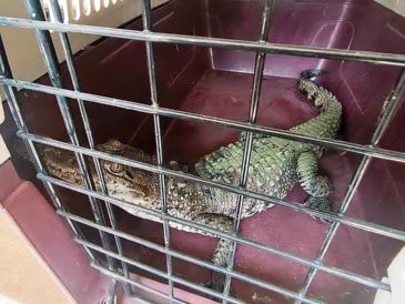 Cocodrilo en resguardo tras ser víctima de tráfico ilegal; autoridades buscan frenar la venta de fauna silvestre en redes sociales. ESPECIAL