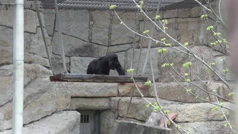Fatou, la gorila más vieja del mundo, cumplió 69 años