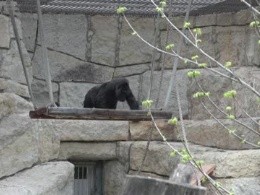 Fatou, la gorila más vieja del mundo, cumplió 69 años