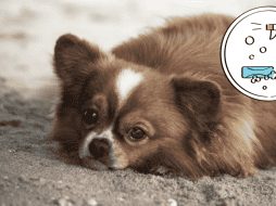 Los accidentes dentro del hogar pueden ocurrir incluso con perros bien entrenados. ESPECIAL/ Unsplash