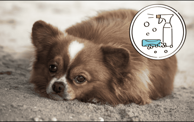 Los accidentes dentro del hogar pueden ocurrir incluso con perros bien entrenados. ESPECIAL/ Unsplash