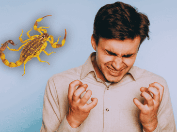 Descubre por qué confiar en tu mal genio podría costarte la vida ante la picadura de un alacrán y qué dice realmente la ciencia médica hoy. ESPECIAL / CANVA