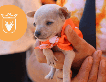 Vacunar a una mascota no solo mejora su calidad de vida, sino que también te permite disfrutar de su compañía por mucho más tiempo. ESPECIAL/ Protección Animal Zapopan
