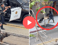 El video viral muestra cómo el perro policía es liberado y corre directamente hacia el sospechoso, sin dudar ante el peligro. X / BREAKING911