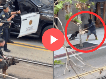 El video viral muestra cómo el perro policía es liberado y corre directamente hacia el sospechoso, sin dudar ante el peligro. X / BREAKING911
