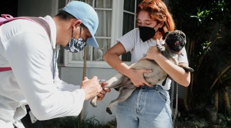 Bienestar Animal es la dependencia municipal enfocada en garantizar el trato digno, la salud y la protección de los animales, promoviendo la tenencia responsable, la adopción y la convivencia armónica. EL INFOMADOR/ARCHIVO