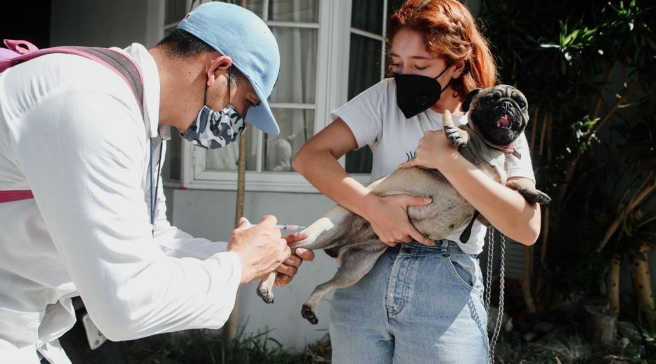 Bienestar Animal es la dependencia municipal enfocada en garantizar el trato digno, la salud y la protección de los animales, promoviendo la tenencia responsable, la adopción y la convivencia armónica. EL INFOMADOR/ARCHIVO