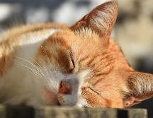 Los gatos se relajan tomando el sol, pero también se termorregulan. ESPECIAL/PIXABAY
