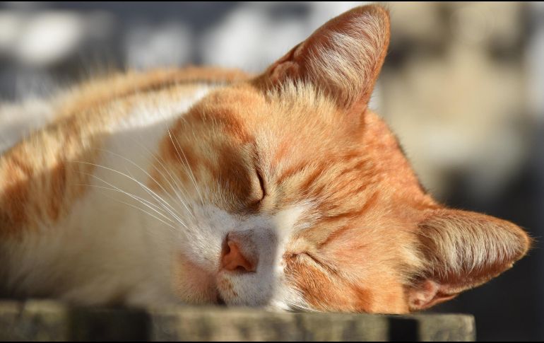 Los gatos se relajan tomando el sol, pero también se termorregulan. ESPECIAL/PIXABAY