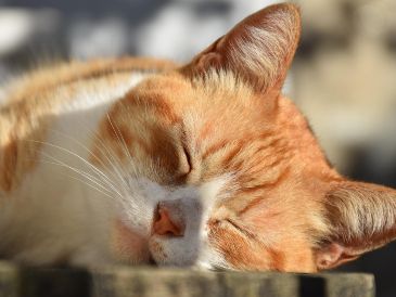 Los gatos se relajan tomando el sol, pero también se termorregulan. ESPECIAL/PIXABAY