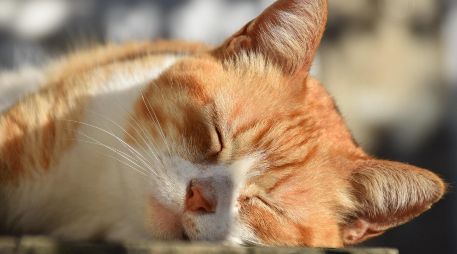 Los gatos se relajan tomando el sol, pero también se termorregulan. ESPECIAL/PIXABAY