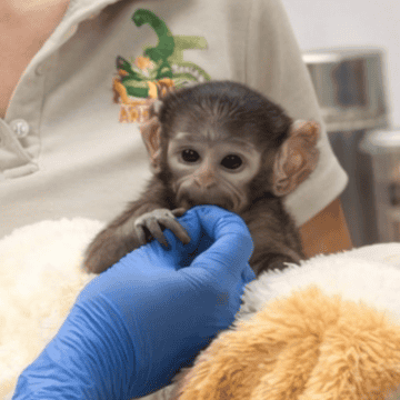 Yuji ha causado sensación en redes sociales debido a que sus cuidadoras le colocaron un peluche de changuito color café, muy similar al del mono de siete meses Punch, de Japón. CORTESÍA/ Zoológico Guadalajara