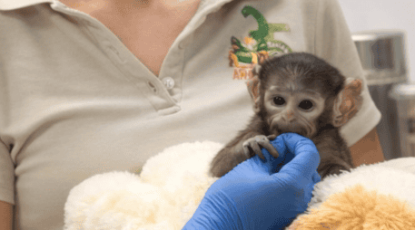 Yuji ha causado sensación en redes sociales debido a que sus cuidadoras le colocaron un peluche de changuito color café, muy similar al del mono de siete meses Punch, de Japón. CORTESÍA/ Zoológico Guadalajara