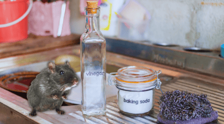 El aroma penetrante de este ingrediente actúa como un repelente natural, lo que dificulta que las ratas regresen a la zona tratada. ESPECIAL / CANVA