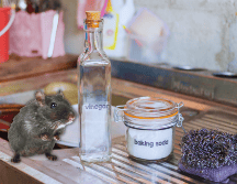 El aroma penetrante de este ingrediente actúa como un repelente natural, lo que dificulta que las ratas regresen a la zona tratada. ESPECIAL / CANVA