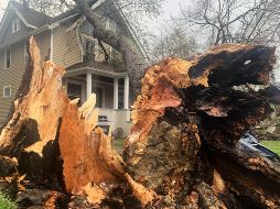Un árbol arrancado de raíz se apoya en una vivienda tras una fuerte tormenta en Ann Arbor, Michigan. AP/M. Householder