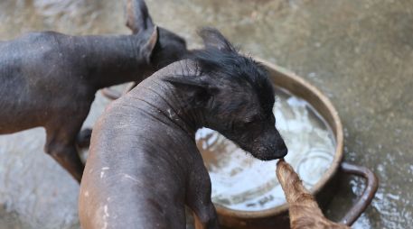 El Xoloitzcuintle experimentó un renacimiento cultural en el siglo XX gracias al movimiento muralista. EFE/S. Gutiérrez