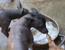 El Xoloitzcuintle experimentó un renacimiento cultural en el siglo XX gracias al movimiento muralista. EFE/S. Gutiérrez