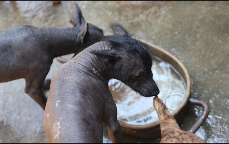 El Xoloitzcuintle experimentó un renacimiento cultural en el siglo XX gracias al movimiento muralista. EFE/S. Gutiérrez