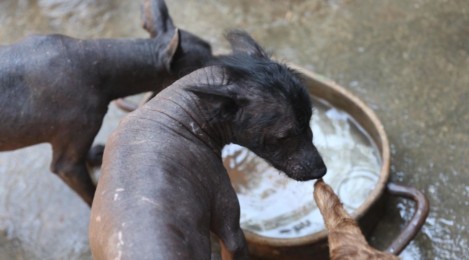 El Xoloitzcuintle experimentó un renacimiento cultural en el siglo XX gracias al movimiento muralista. EFE/S. Gutiérrez