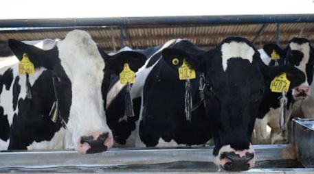 El mandatario agregó que las Fuerzas Armadas y las autoridades zoo sanitarias mantienen activos los filtros de vigilancia en distintas regiones de Chiapas para evitar riesgos y proteger el hato ganadero estatal. ESPECIAL