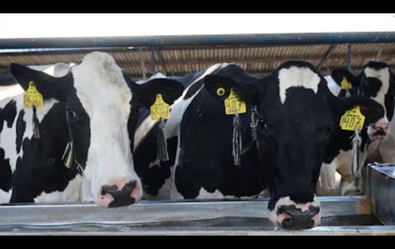 El mandatario agregó que las Fuerzas Armadas y las autoridades zoo sanitarias mantienen activos los filtros de vigilancia en distintas regiones de Chiapas para evitar riesgos y proteger el hato ganadero estatal. ESPECIAL