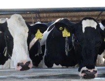 El mandatario agregó que las Fuerzas Armadas y las autoridades zoo sanitarias mantienen activos los filtros de vigilancia en distintas regiones de Chiapas para evitar riesgos y proteger el hato ganadero estatal. ESPECIAL
