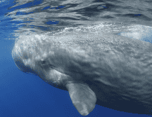 Lo que parecía simple desecho podría ser una pieza clave del funcionamiento marino.  CANVA