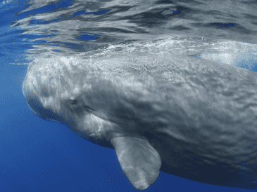 Lo que parecía simple desecho podría ser una pieza clave del funcionamiento marino.  CANVA