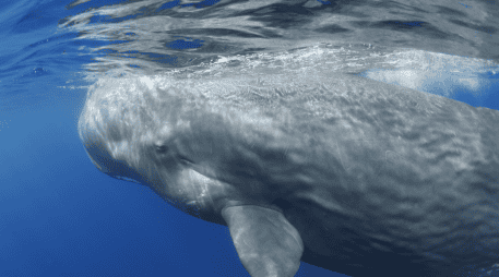 Lo que parecía simple desecho podría ser una pieza clave del funcionamiento marino.  CANVA