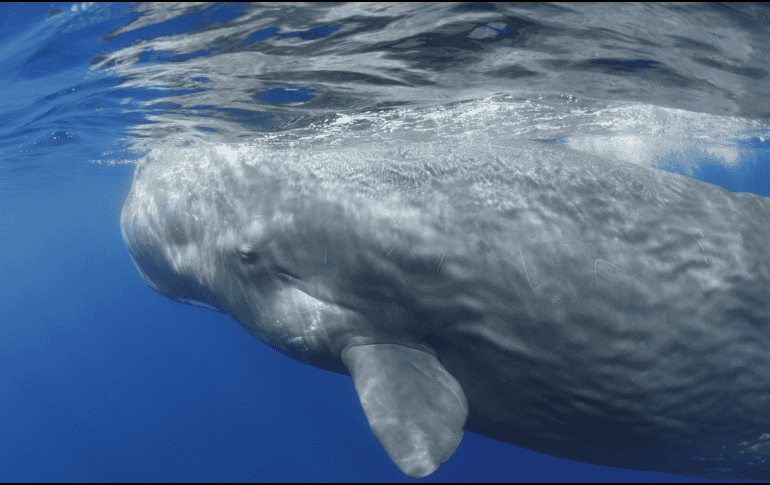 Lo que parecía simple desecho podría ser una pieza clave del funcionamiento marino.  CANVA