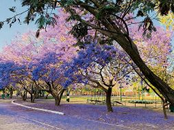 El cambio se vuelve evidente en recorridos cotidianos: trayectos en bicicleta, caminatas al atardecer o paseos que encuentran en la sombra de los árboles un respiro frente a las altas temperaturas. ESPECIAL