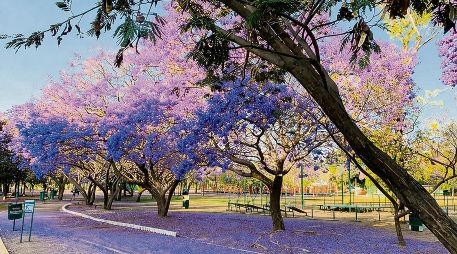El cambio se vuelve evidente en recorridos cotidianos: trayectos en bicicleta, caminatas al atardecer o paseos que encuentran en la sombra de los árboles un respiro frente a las altas temperaturas. ESPECIAL