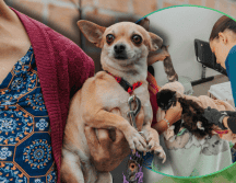 Los beneficios médicos de la esterilización son invaluables para la calidad de vida de los animales domésticos a largo plazo. ESPECIAL/Gobierno de Guadalajara