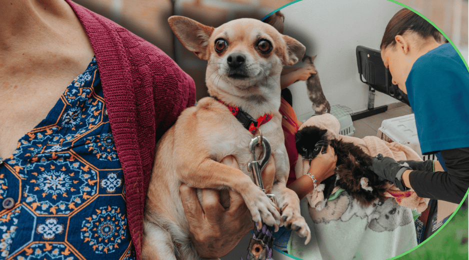 Los beneficios médicos de la esterilización son invaluables para la calidad de vida de los animales domésticos a largo plazo. ESPECIAL/Gobierno de Guadalajara