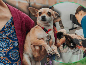 Los beneficios médicos de la esterilización son invaluables para la calidad de vida de los animales domésticos a largo plazo. ESPECIAL/Gobierno de Guadalajara