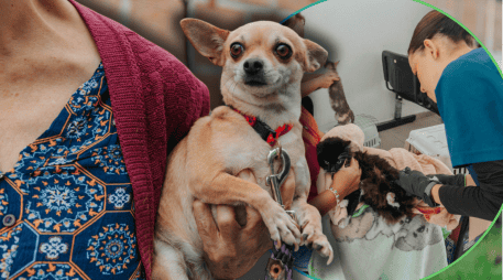 Los beneficios médicos de la esterilización son invaluables para la calidad de vida de los animales domésticos a largo plazo. ESPECIAL/Gobierno de Guadalajara