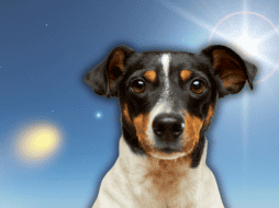 Las mascotas no controlan su temperatura de la misma forma que los humanos. ESPECIAL/Canva/Unsplash