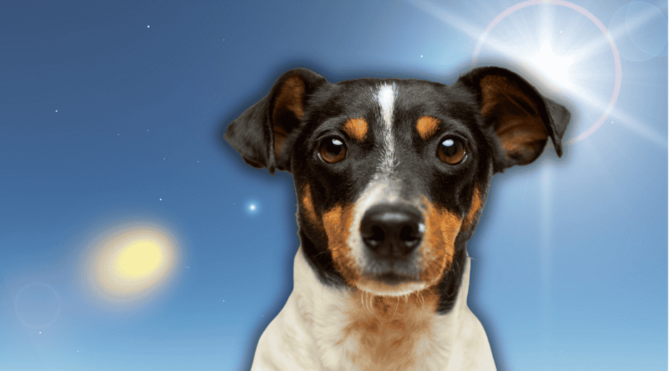 Las mascotas no controlan su temperatura de la misma forma que los humanos. ESPECIAL/Canva/Unsplash