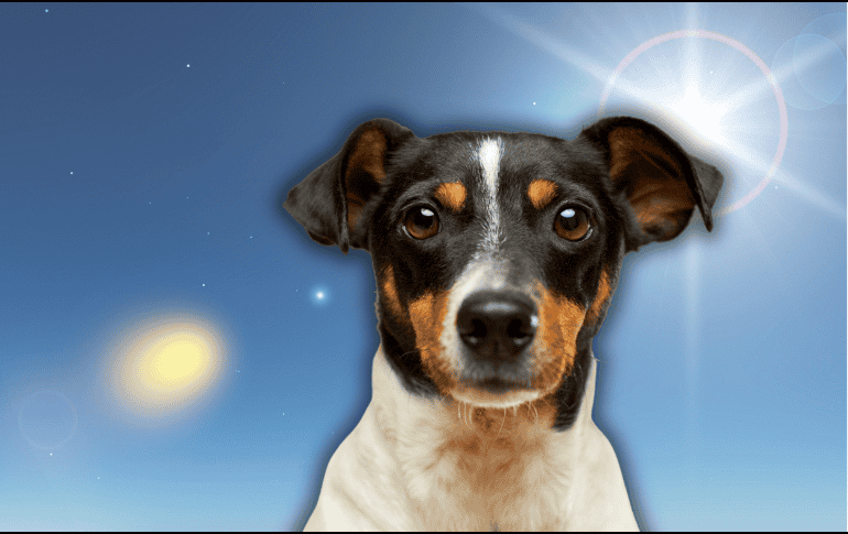 Las mascotas no controlan su temperatura de la misma forma que los humanos. ESPECIAL/Canva/Unsplash