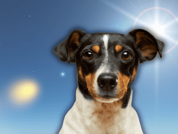 Las mascotas no controlan su temperatura de la misma forma que los humanos. ESPECIAL/Canva/Unsplash