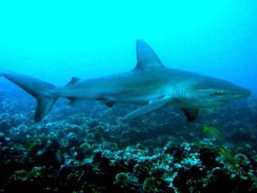 Atunes y tiburones enfrentan mayor gasto energético y riesgo de sobrecalentamiento por calor oceánico.  EFE/ARCHIVO/Jackie Hazlewood