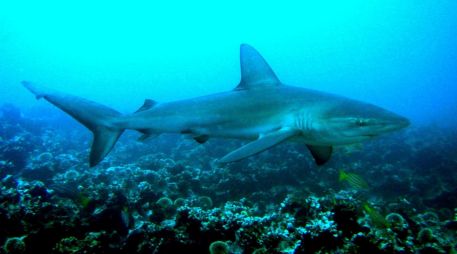 Atunes y tiburones enfrentan mayor gasto energético y riesgo de sobrecalentamiento por calor oceánico.  EFE/ARCHIVO/Jackie Hazlewood