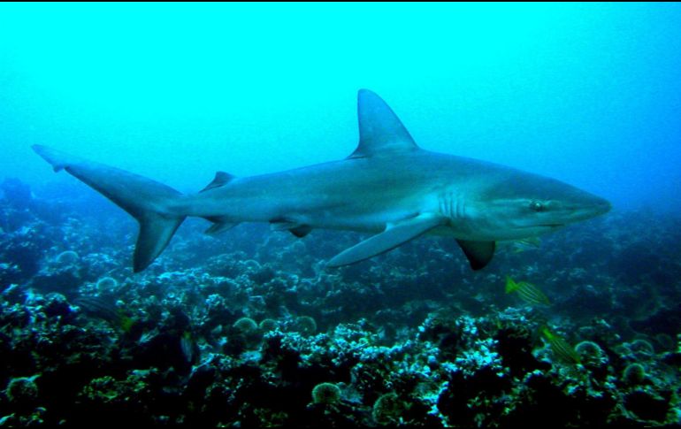 Atunes y tiburones enfrentan mayor gasto energético y riesgo de sobrecalentamiento por calor oceánico.  EFE/ARCHIVO/Jackie Hazlewood