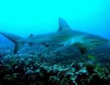 Atunes y tiburones enfrentan mayor gasto energético y riesgo de sobrecalentamiento por calor oceánico.  EFE/ARCHIVO/Jackie Hazlewood