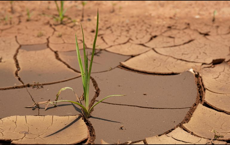Este proyecto refleja el valor de la coordinación trinacional para transformar desafíos que trascienden fronteras en oportunidades para impulsar la paz y el desarrollo. UNSPLASH / C. BADENHORST