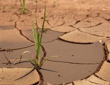 Este proyecto refleja el valor de la coordinación trinacional para transformar desafíos que trascienden fronteras en oportunidades para impulsar la paz y el desarrollo. UNSPLASH / C. BADENHORST
