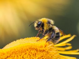 la visita de una abeja se interpreta bajo tres pilares fundamentales que impactan tu vida cotidiana. UNSPLASH / D. GRIGORIEV